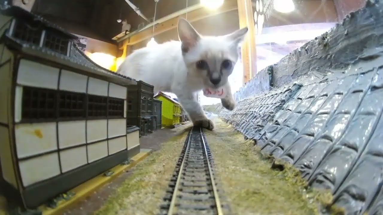 Giant Cats Hug Their Train Friends on the Diorama