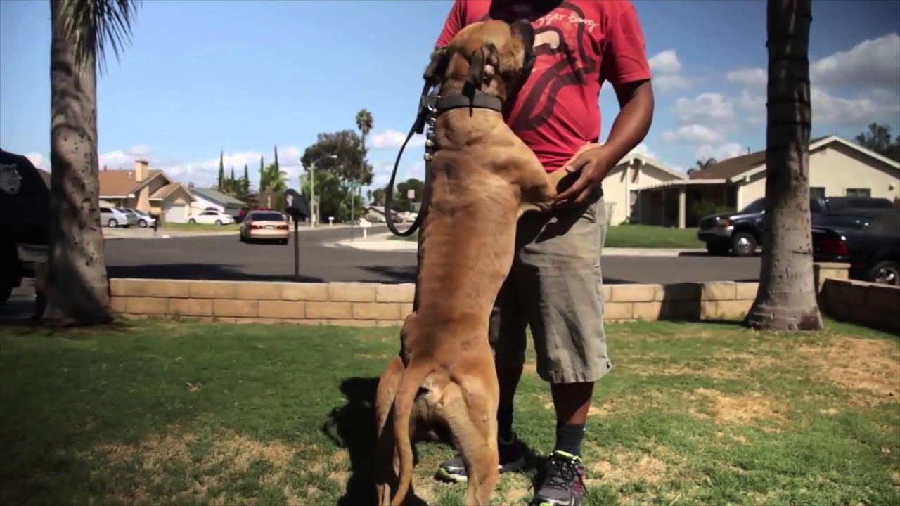 WEIGHT PULLING GAME DOG AMERICAN PIT BULL TERRIERS