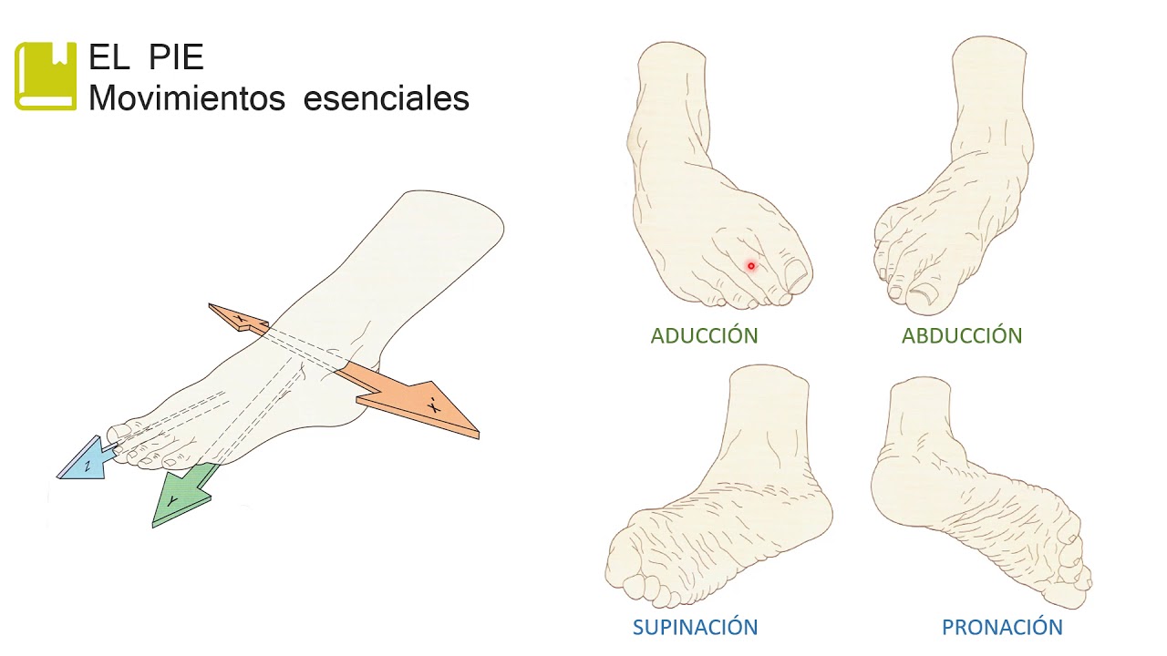Tobillo y pie: Biomecánica.