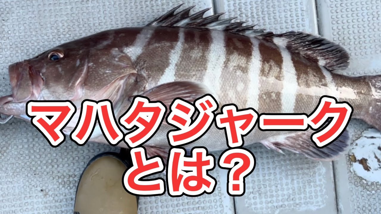 マハタの釣り方【初級編】スロージギング釣行　スピンドルナローでマハタHIT