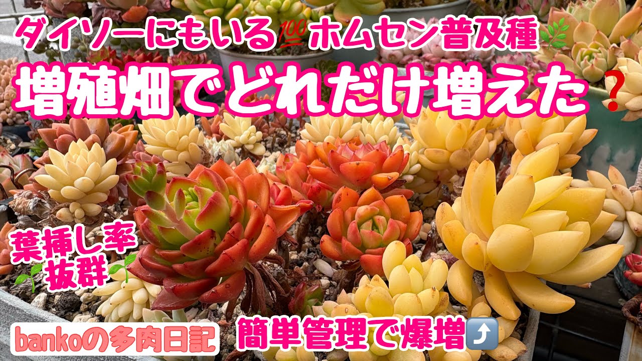 【多肉日記#366】葉挿しもりもりの理由は🌱❓簡単管理の普及種畑👩‍🌾２年弱で爆増❣️ダイソーにもいるホムセン多肉🌿