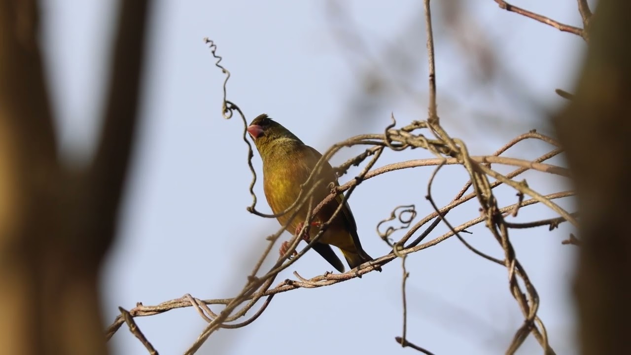 #bird  #birdwatching  #カワラヒワ