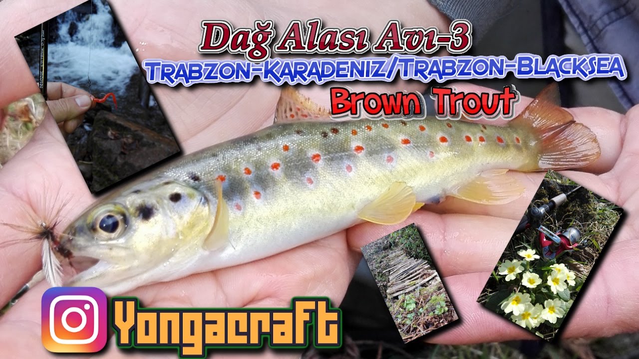 Kırmızı Benekli Dağ Alası Avları 3 Trabzon/2017-Brown Trout Fishing Episode 3