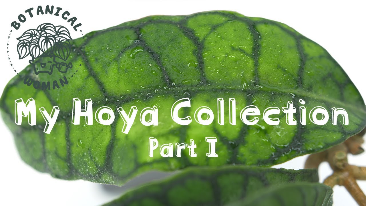 My Hoya Collection (Part I)