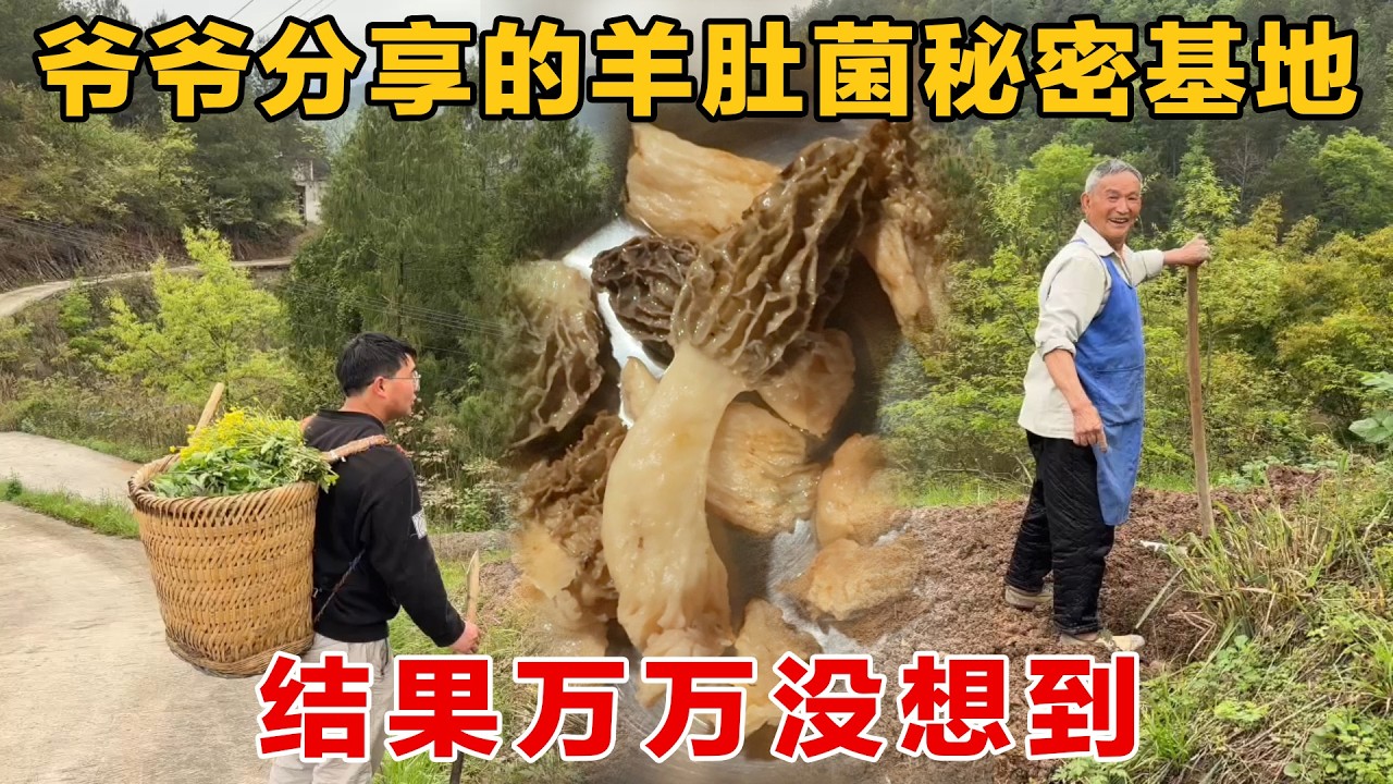 爷爷分享他捡羊肚菌的秘密基地，去了结果万万没想到，被一把火烧得干干净净#农人飞扬