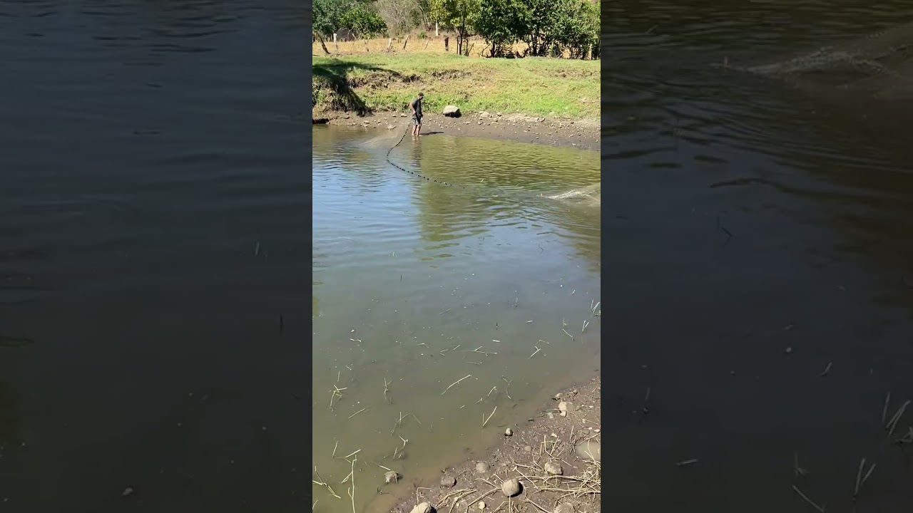 Pescando tilapias con tras mallo de arrastre 