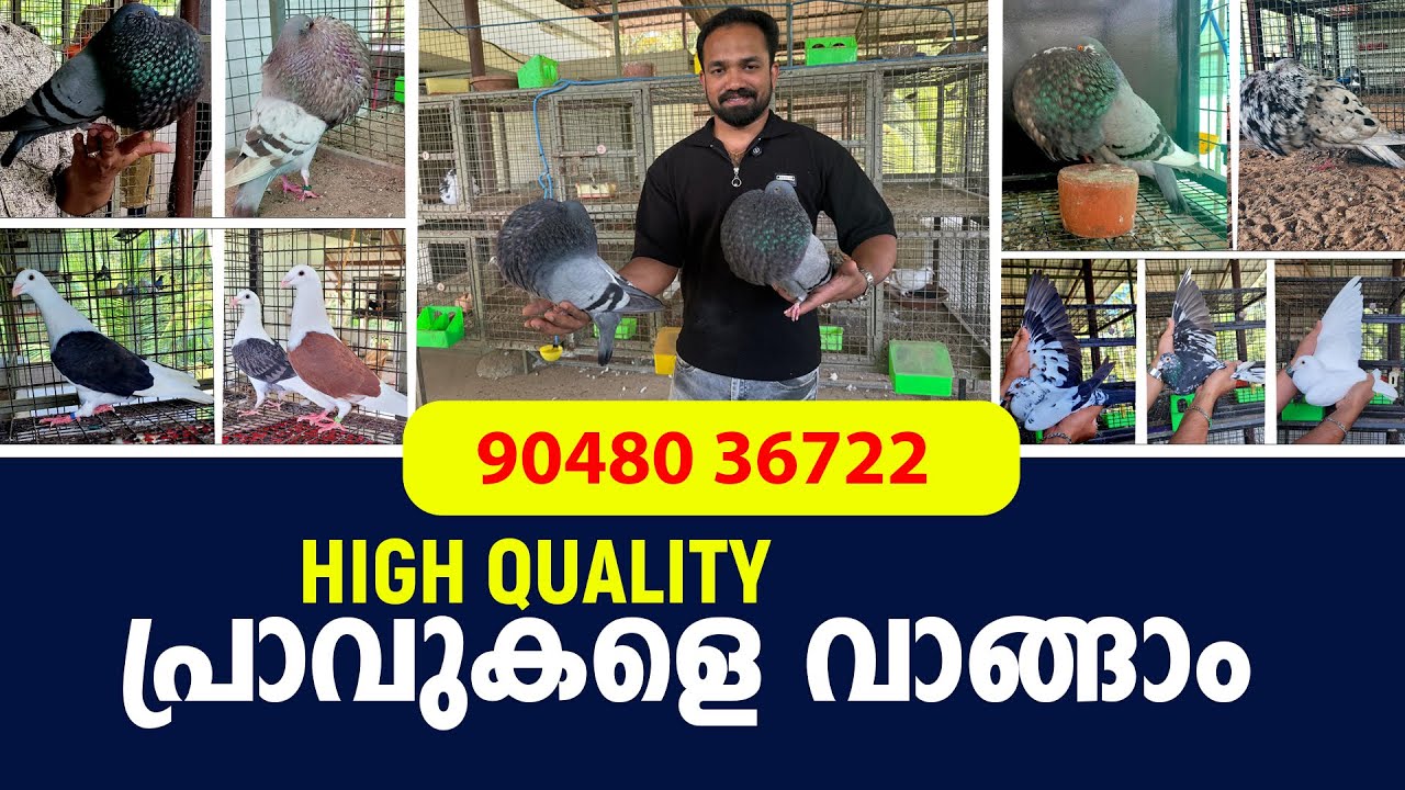 High Quality പ്രാവുകളെ വാങ്ങാം