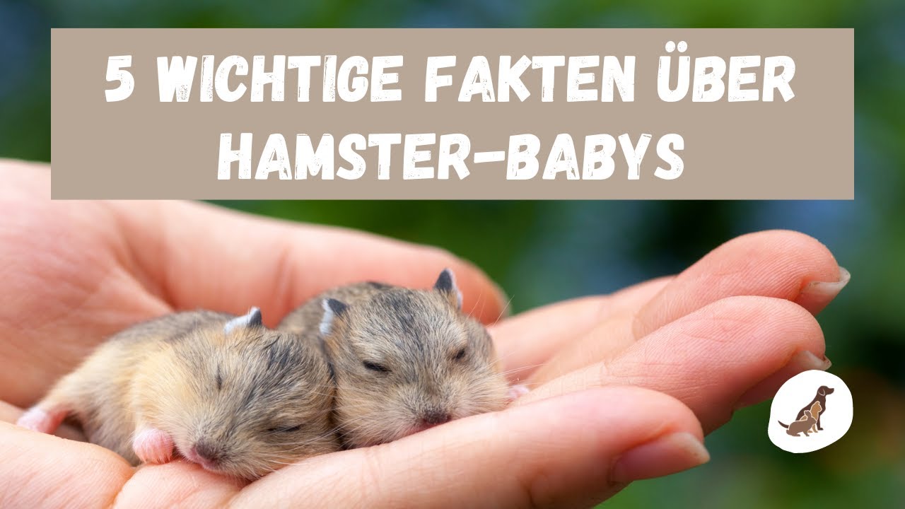 Hamster-Babys: Diese 5 Fakten MUSST du wissen!