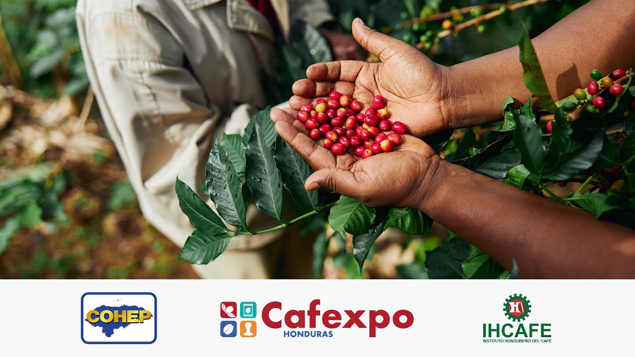 Официальный запуск CAFEXPO Гондурас 2026