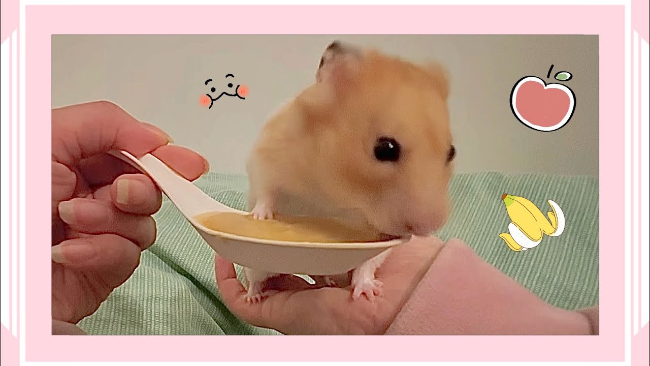 Hamurai tries baby food (apple & banana purée) for the first time! 🥰