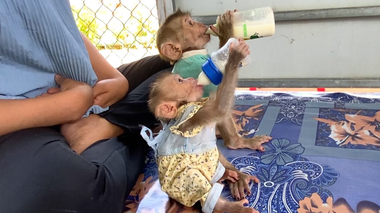 Amazing!! Little LIORA and  Toro sitting in a row drinking milk together, looking so cute