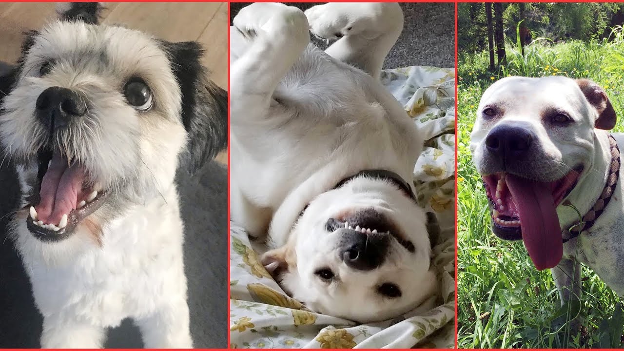 Try Not to Laugh Challenge - Funny Dogs Compilation | Funniest Dog Videos 2019 #2