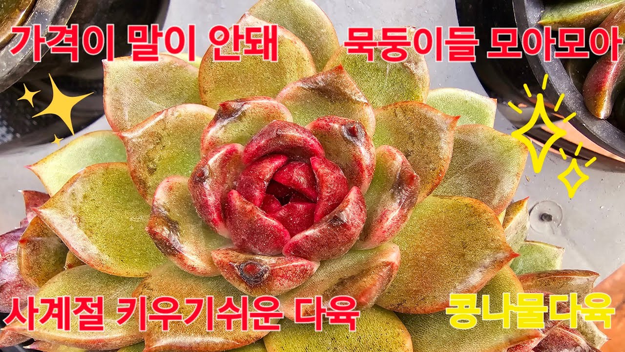 가격 충격,가성비짱다육 묵둥이다육,화분채배송 010-7635-3562택배문자주문 콩나물다육