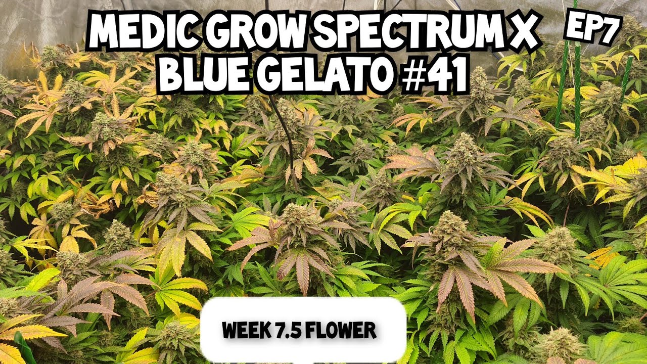 4K Medic Grow Spectrum X Ep6. Flushing pointless ? Defoliating?  Week 7.5 in flower. BLUE GELATO #41
