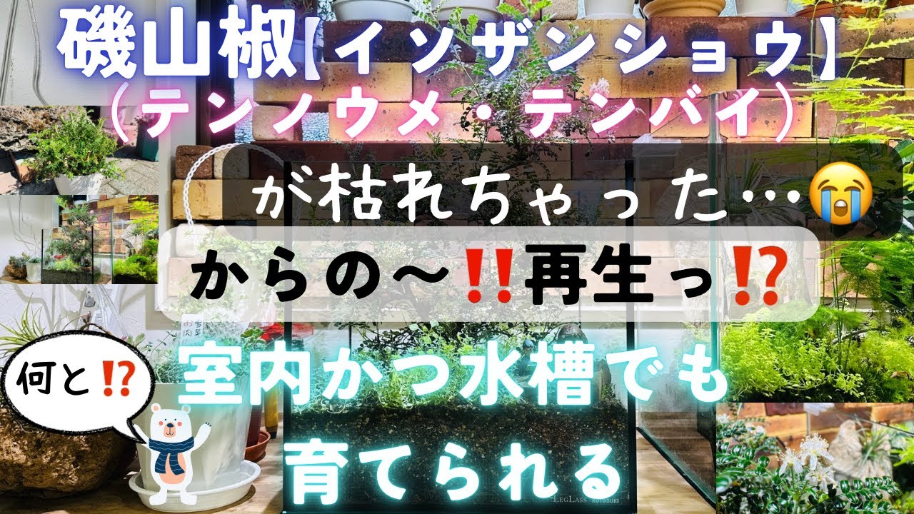 【枯れちゃった…😭】タフな「磯山椒」がなぜ⁉️