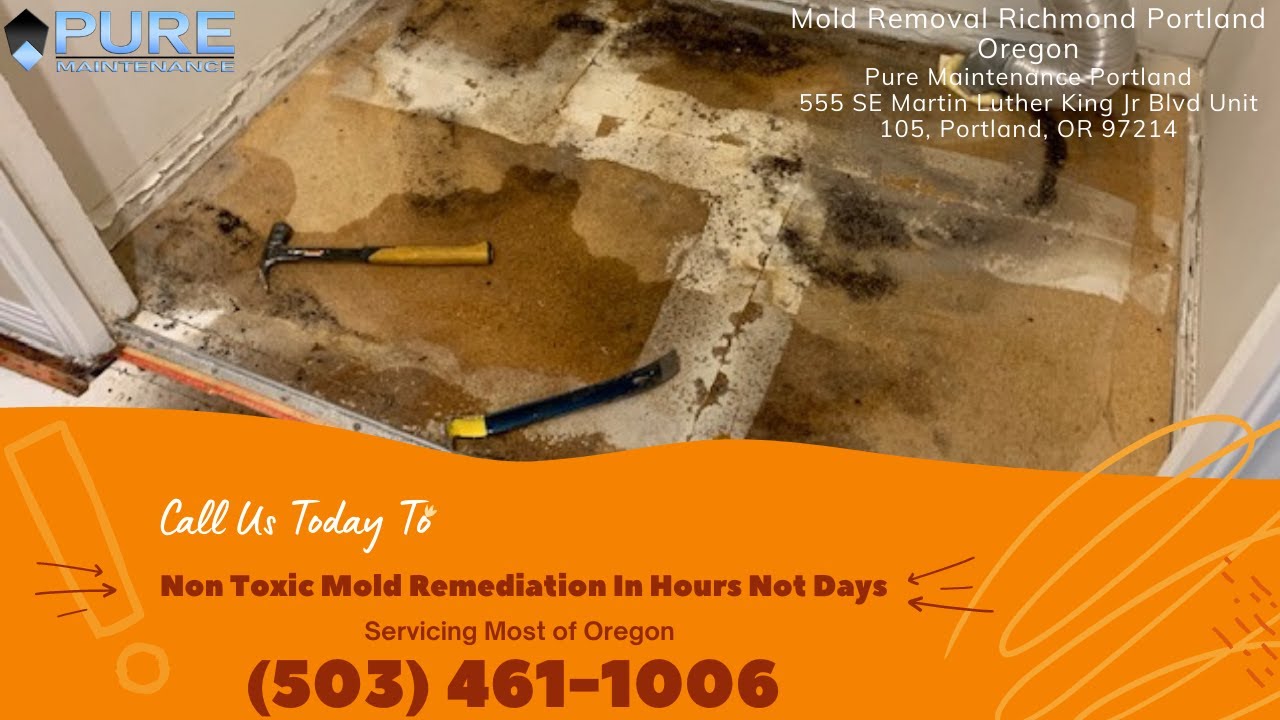 Mold Removal Richmond Portland Oregon - Pure Maintenance Portland - 503-461-1006