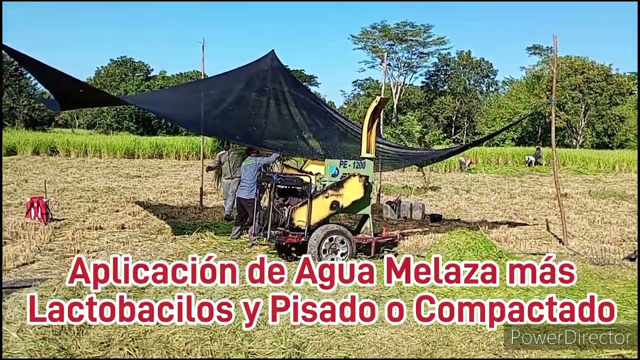 Ensilado o Silo con Pasto Mombaza Enero 21 de 2025
