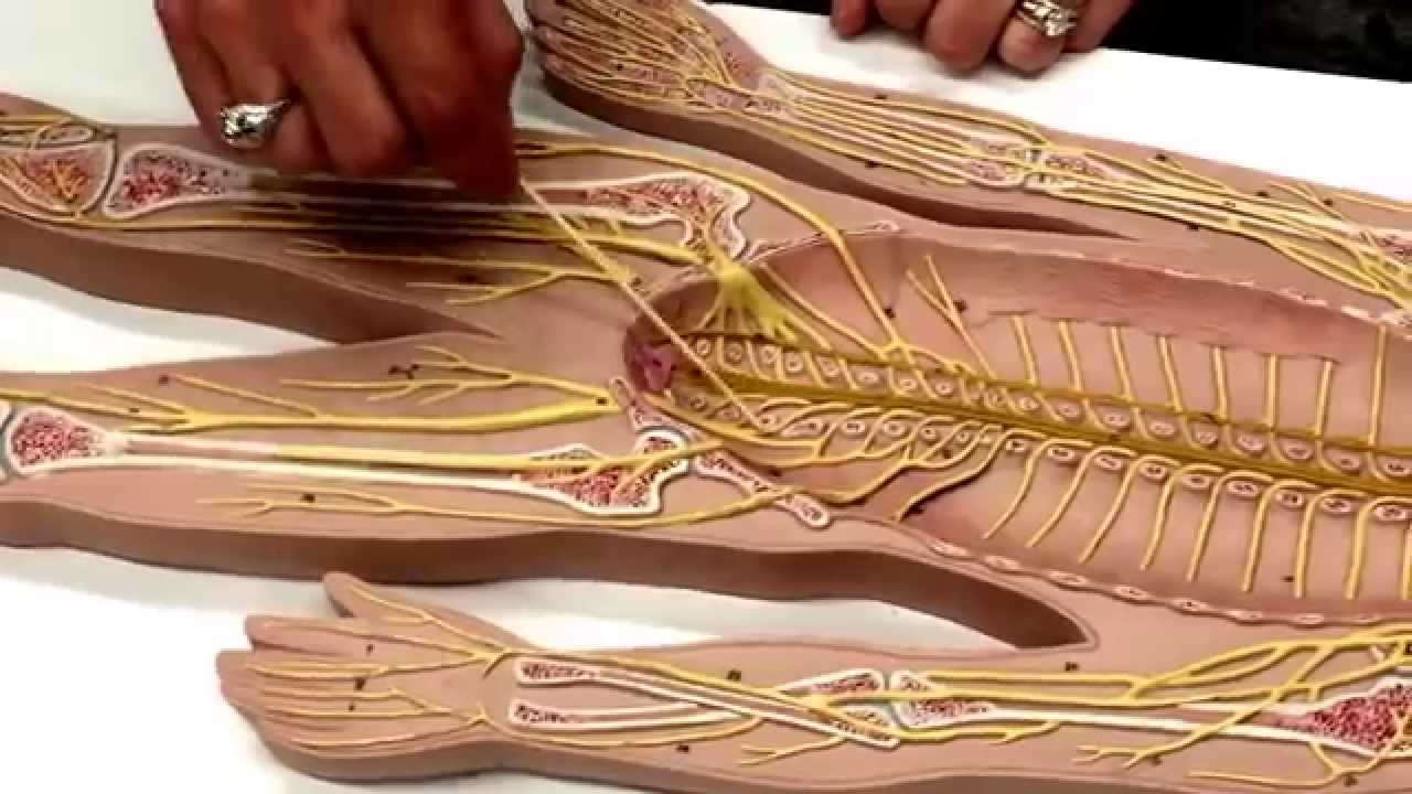 Nerves explained on nerve board by professor.