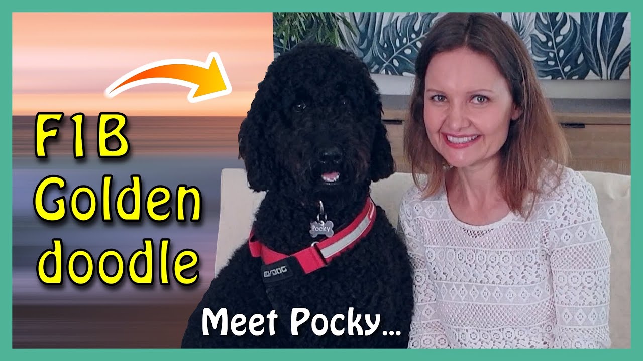 F1B BLACK GOLDENDOODLE | Meet Pocky (with a cameo by a GATE-CRASHER)