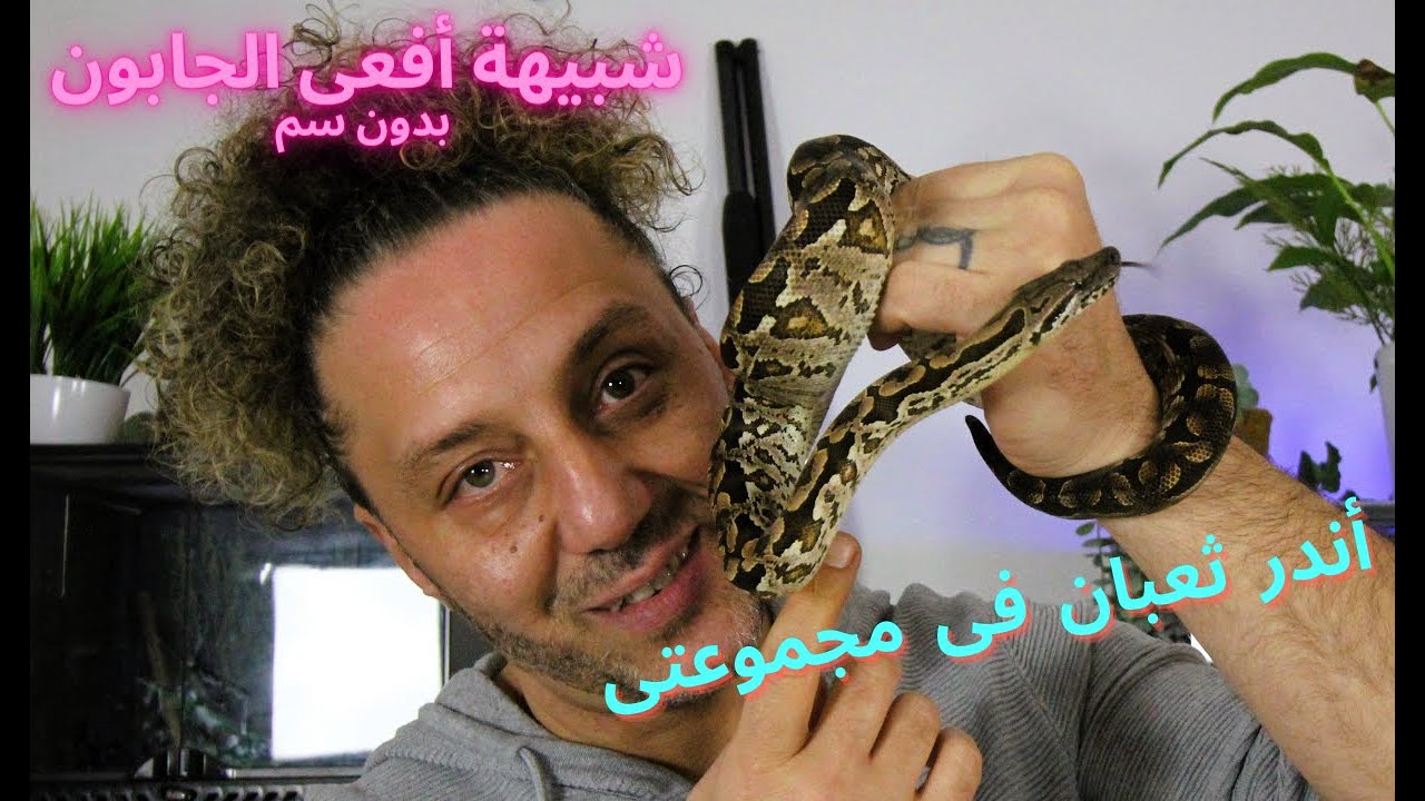 تربية ثعبان بوا دوميريلى ( دوميريلز بوا ) للمبتدئين   Dumeril's boa for beginners . نوادر الثعابين