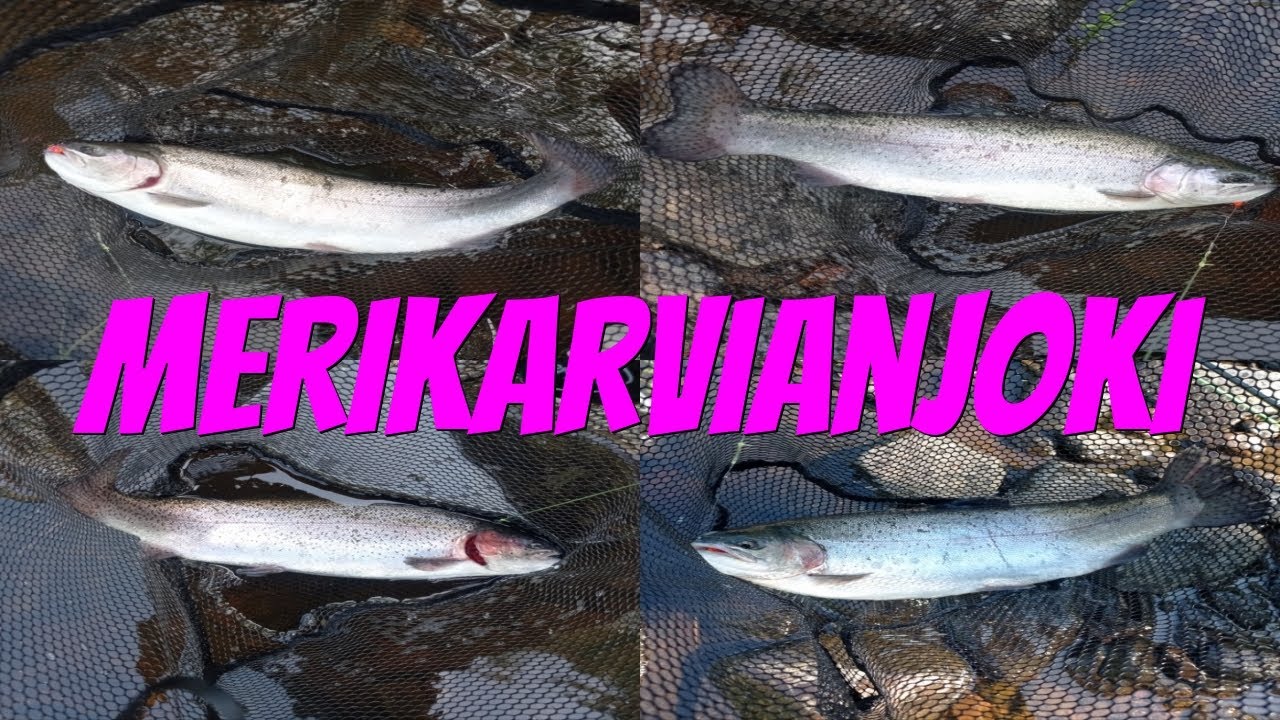 Merikarvianjoki | Stäävitvaadit | Perhokalastus | Kirjolohi | Kalastus