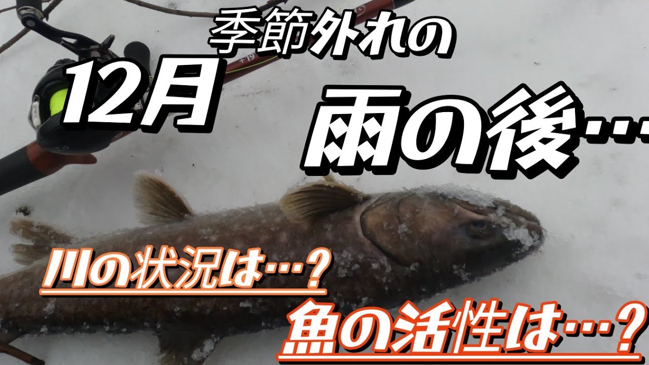 12月季節外れの雨の後…川の状況は…?魚の活性は…?#アメマス #湿原河川 #北海道釣り 