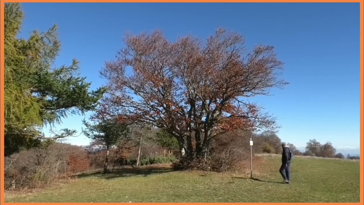 MUSICART BACH, CANFAITO FOLIAGE