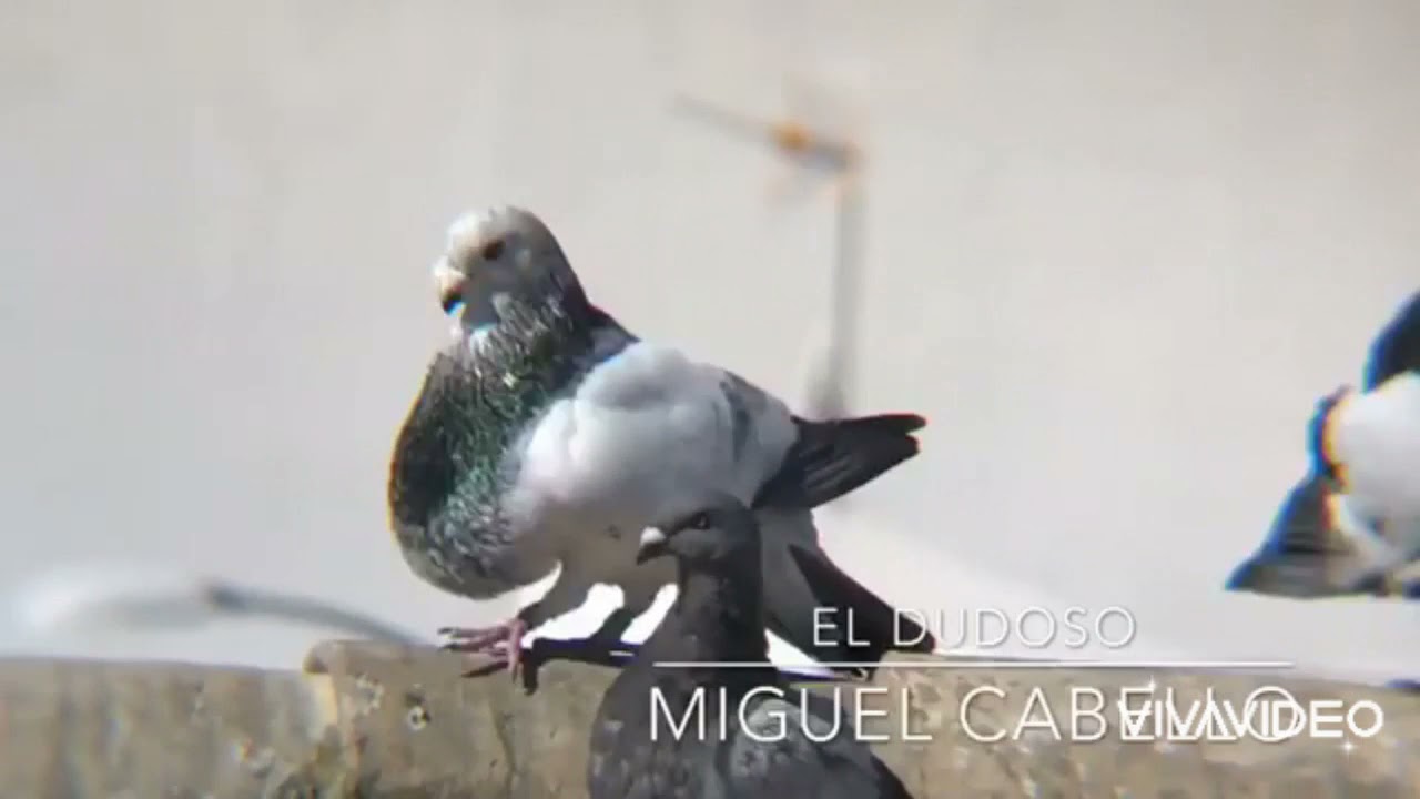 jiennense de vuelo تحفة للمولوع Miguel Cabello de alba مع فرجة ممتعة