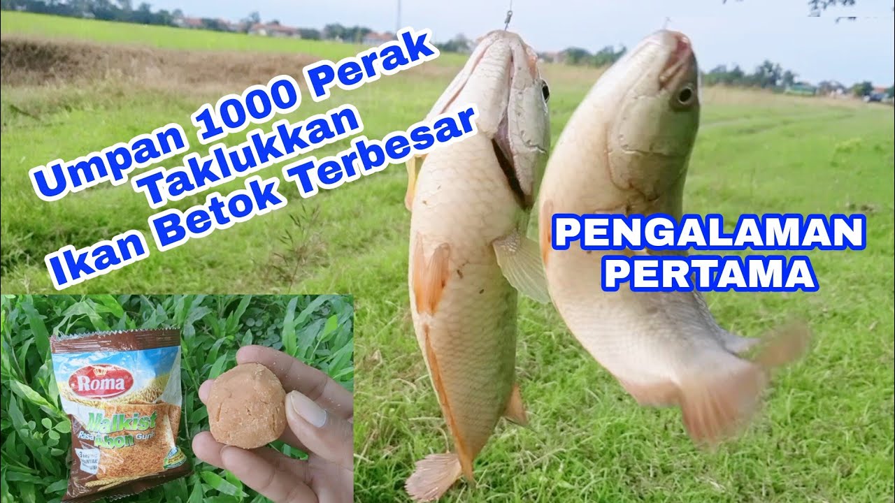 UMPAN IKAN BETOK MURAH MERIAH || TAKLUKKAN IKAN BETOK TERBESAR