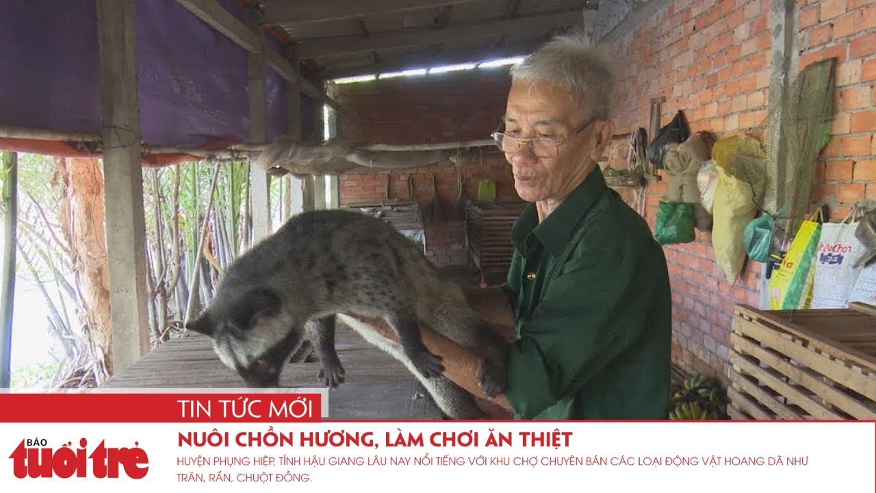 Nuôi chồn hương, làm chơi ăn thiệt