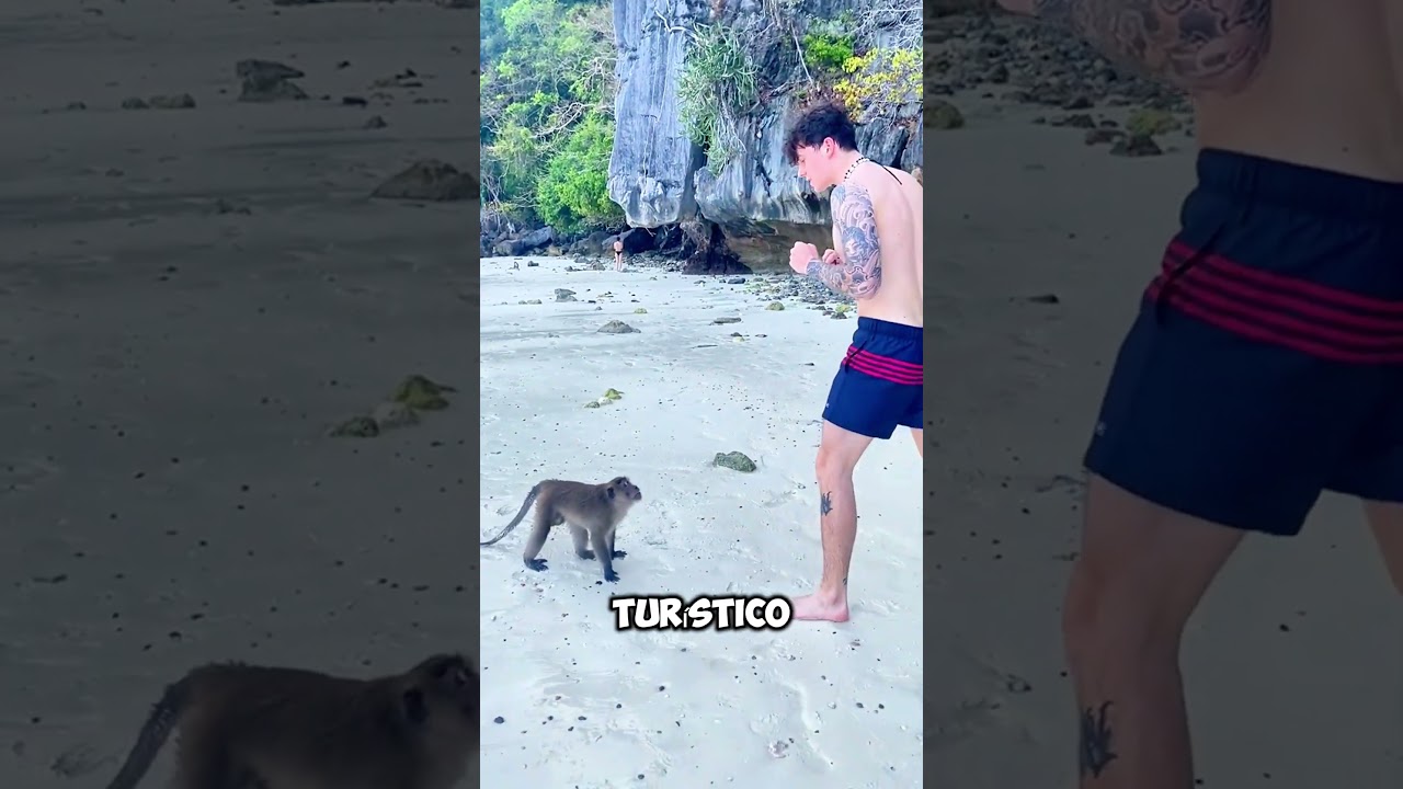 ¡Estos monos atacaron a un turista en Tailandia! 😱