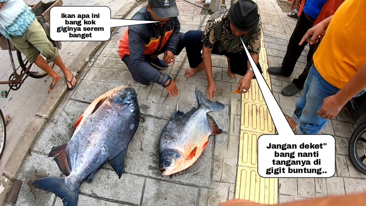 Jadi Tontonan Warga..!! Saya Pikir Plastik Sampah Ternyata Dua Ekor ikan Besar Sekali Tembak Dapat 2