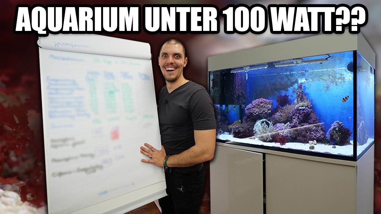 Ein Meerwasseraquarium UNTER 100 WATT?! - Felix Tunze zeigt wie...