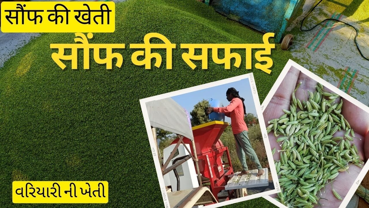 सौंफ की सफाई मशीन जैसी । વરિયારી  । variyali Saunf ki kheti । fennel cleaning #pmkisan #agriculture