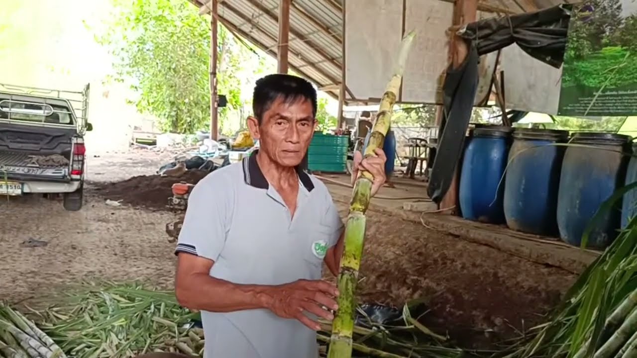 การเตรียมท่อนพันธุ์อ้อย อ.ธงชนะ 0988877925