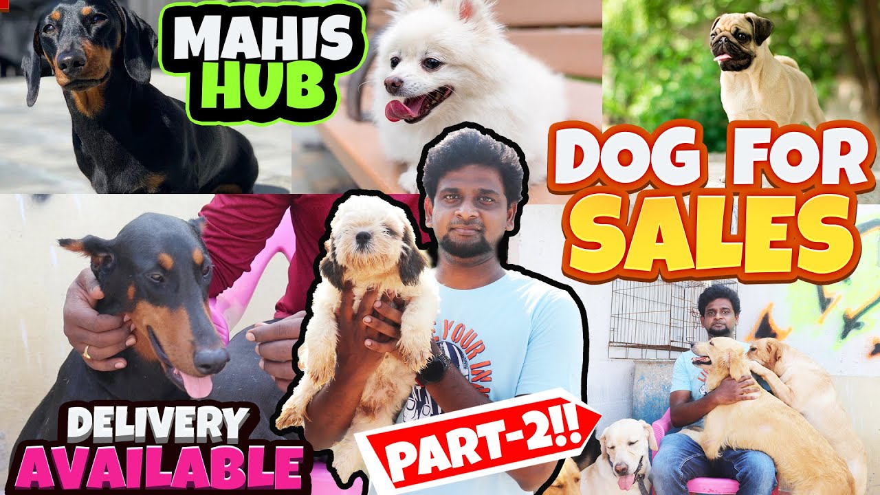 DOG For Sales/Delivery Available/Puppy's Price List/ Dog Kennel in Tamilnadu/mahis hub/PART- 2/SE