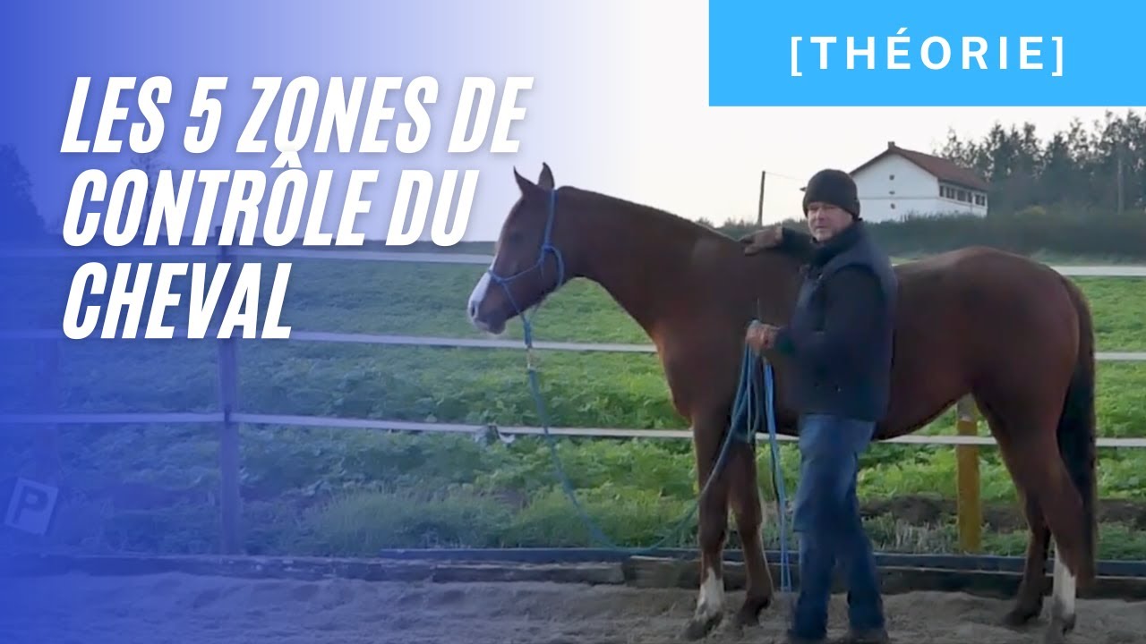 [Théorie] - Les cinq zones de contrôle du cheval
