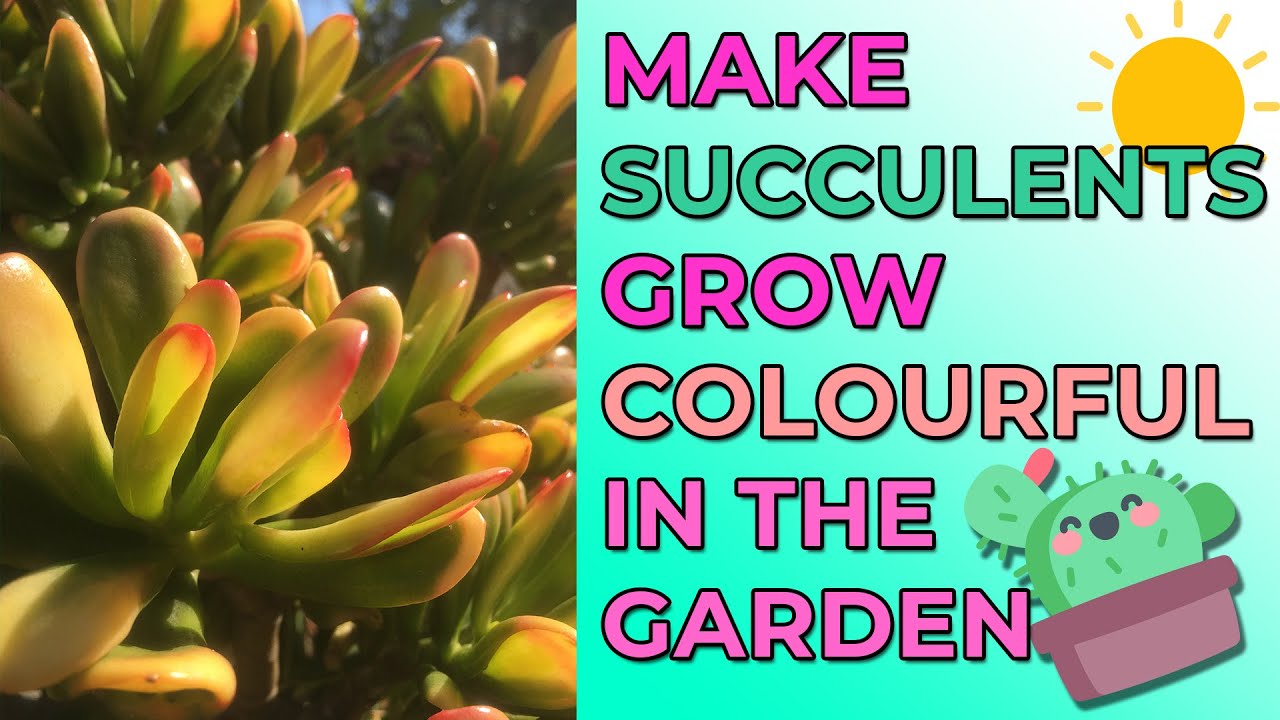 How To Make Succulents Grow More Colourful In The Garden