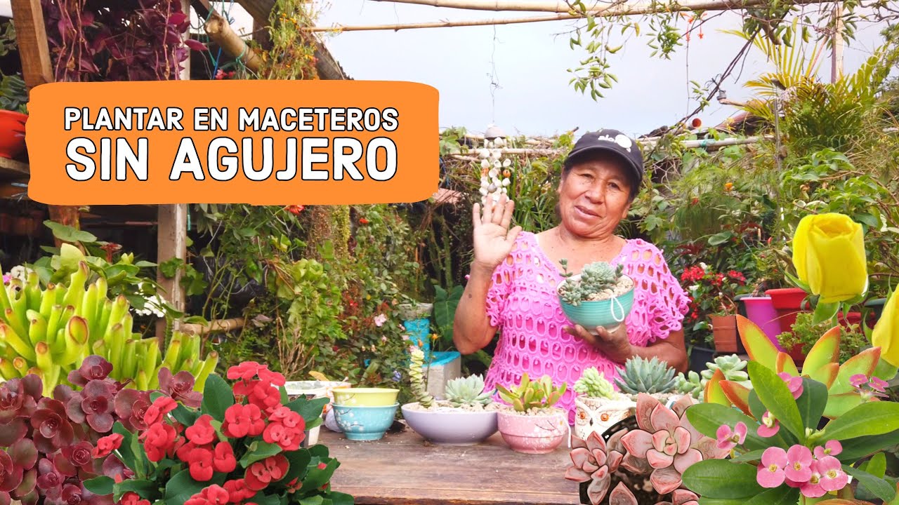 Truco para plantar SUCULENTAS EN MACETAS sin DRENAJE / Plantar suculentas en macetas sin agujero