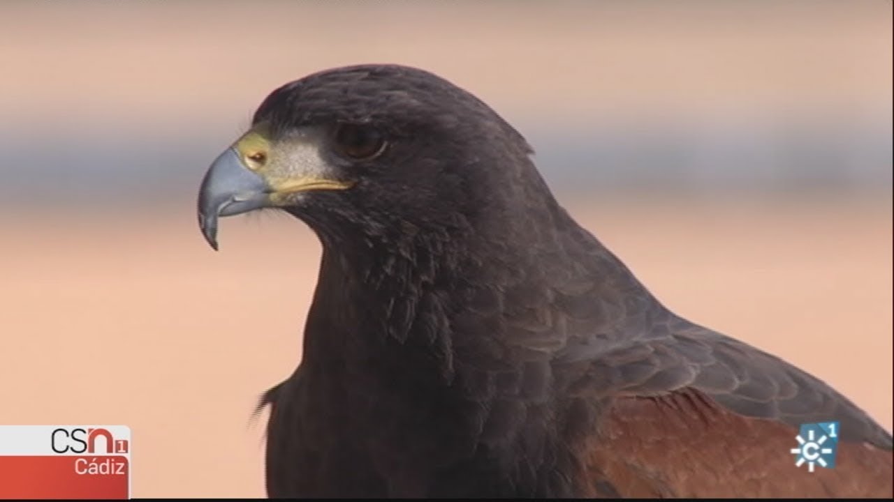 Utilizan rapaces para ahuyentar gaviotas en un colegio de Algeciras