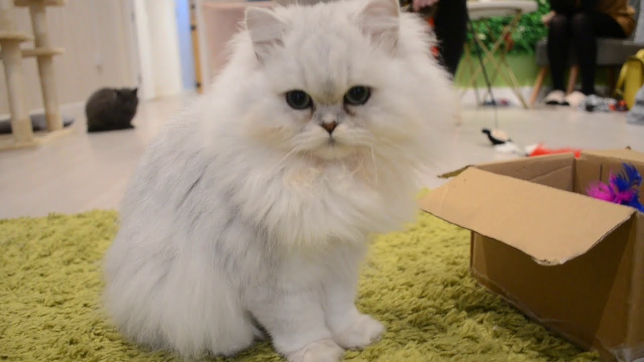 the pawsome catcafe 29/10/2020