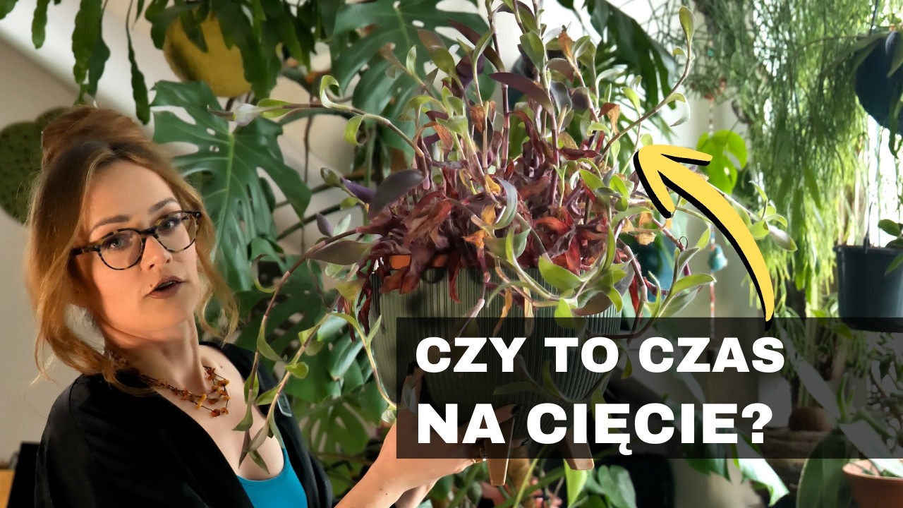 Jak dbać o rośliny domowe, doniczkowe w LUTYM? + Vlog