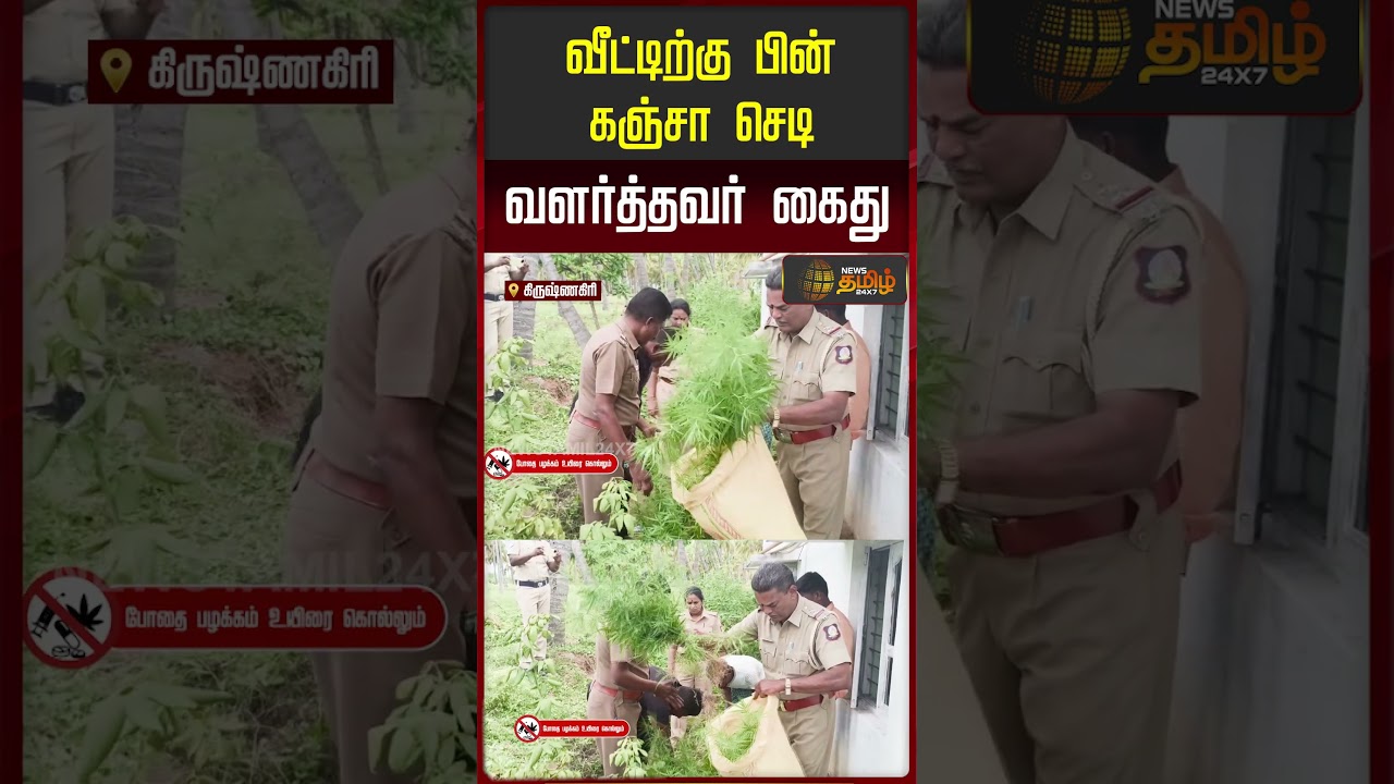 வீட்டிற்கு பின் கஞ்சா செடி வளர்த்தவர் கைது