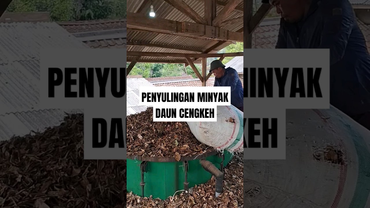 Penyulingan Minyak Daun Cengkeh #ekstaksi #distilasi #cengkeh #cloveoil #minyakatsiri #fyp #oil