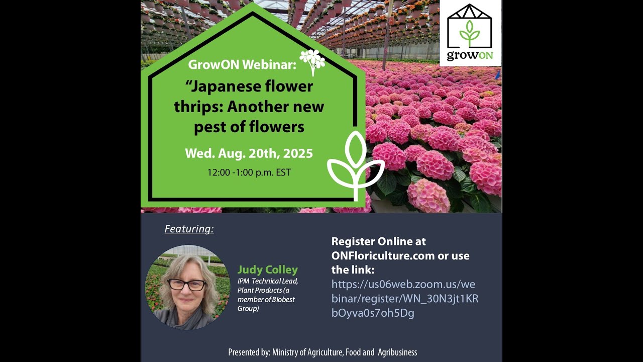GrowON Webinar: Japanese flower thrips: a new pest of greenhouse ornamentals.