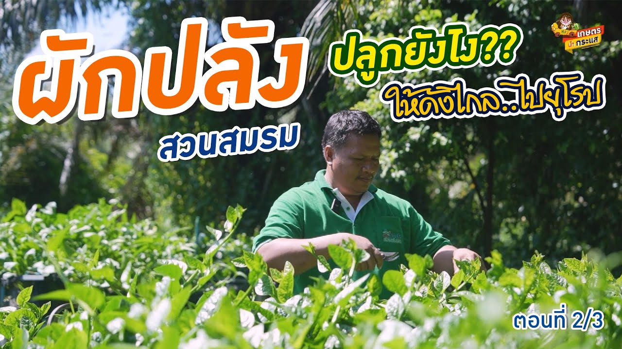 ผักปลัง ดังไกลไปยุโรป  ตอนที่ 2/3