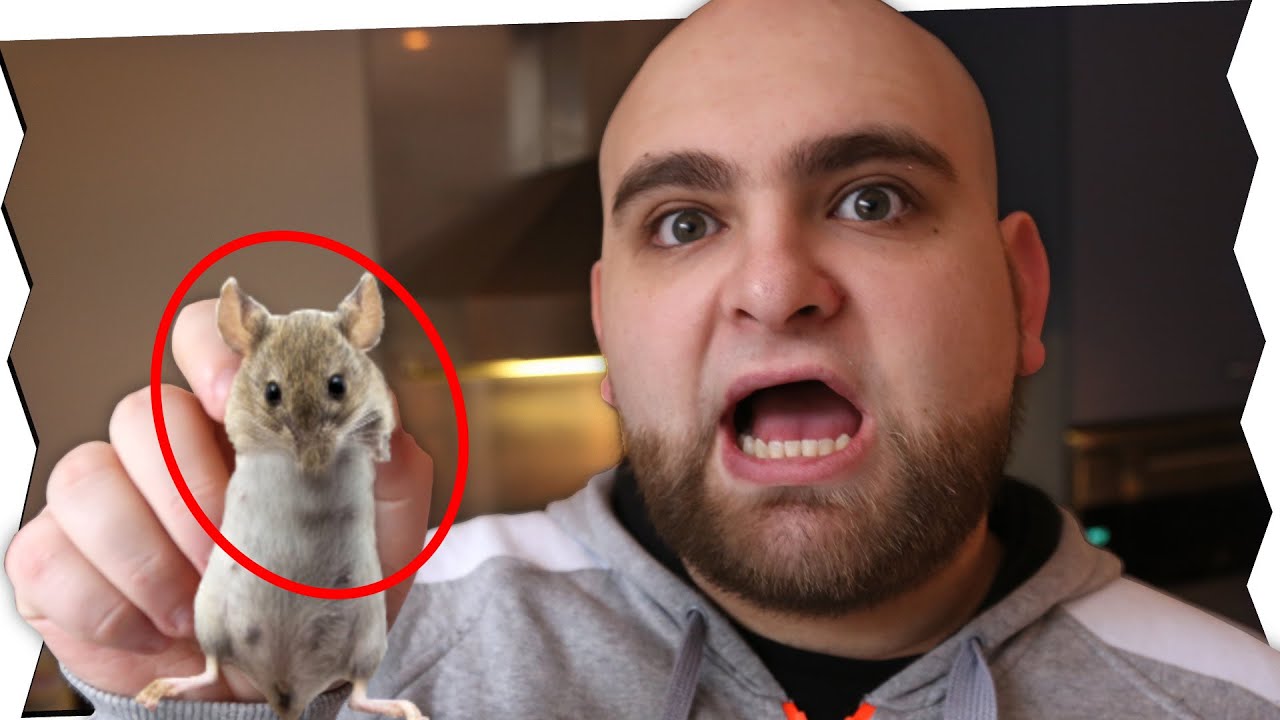 MÄUSE SITUATION ESKALIERT!