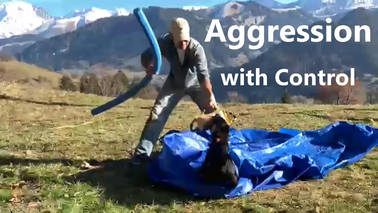 Puppy Bite work - Creating Aggression with Control