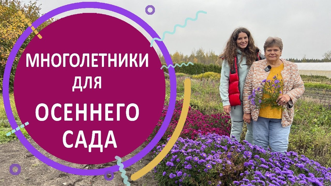 Многолетники для осеннего сада в питомнике растений 