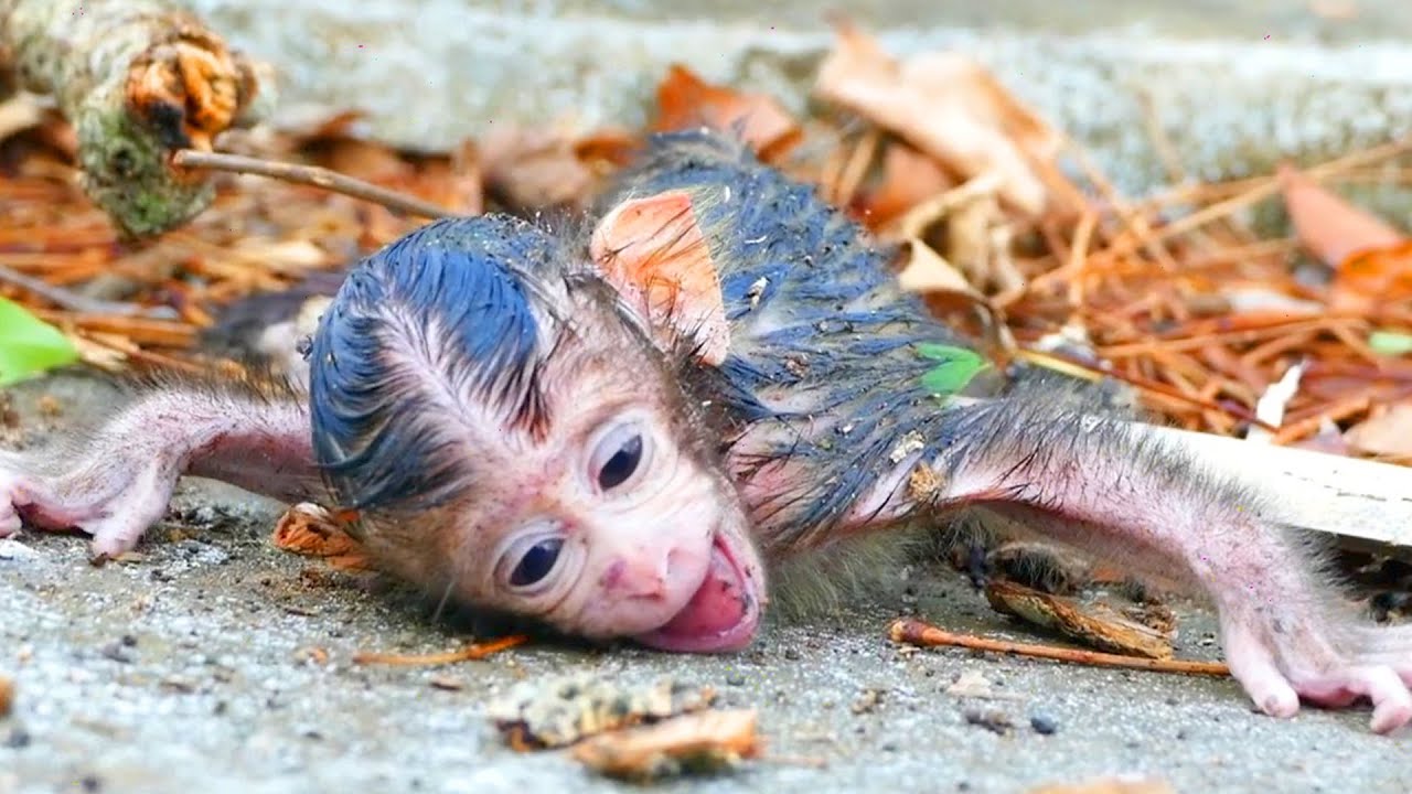 T-e-ars D-r-opping... After Giving Birth Monkey Rozy A-b-andoned Her Hybrid Newborn baby S-a-dly